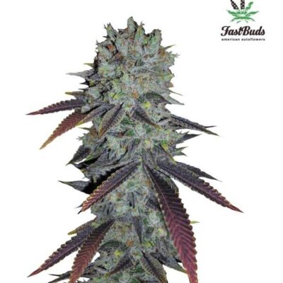 FastBerry - Alchimia