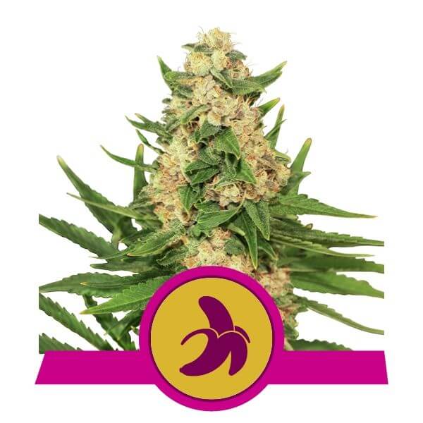 Fat Banana - Alchimia