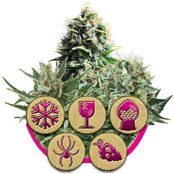 Feminisierter Mix - Alchimia