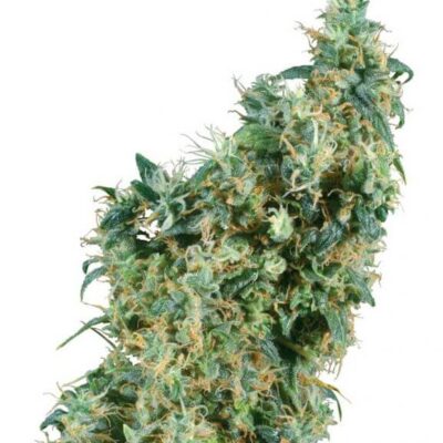 First Lady - Regular - Alchimia