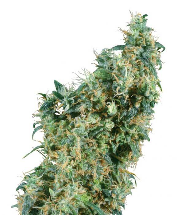 First Lady - Regular - Alchimia