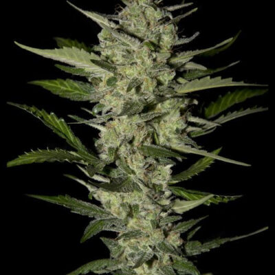 Flowerbomb Kush - Alchimia