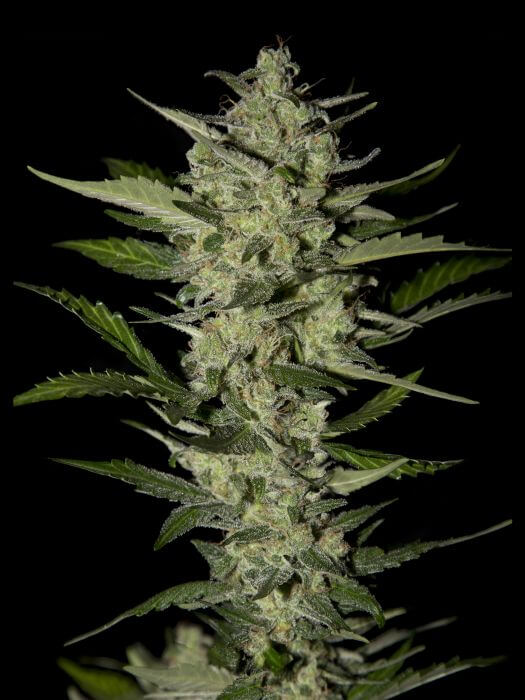 Flowerbomb Kush - Alchimia