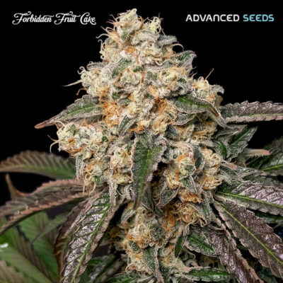 Forbidden Fruit Cake - Advanced Seeds - Alchimia