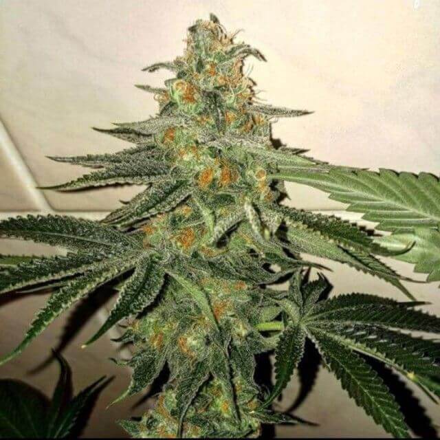 Forbidden Fruit Cake - Alchimia