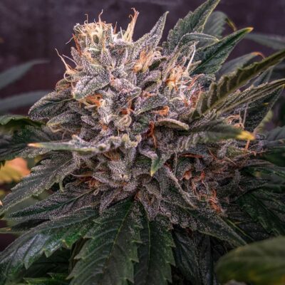 Forgotten Cookies Auto - Alchimia