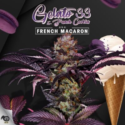 French Macaron aka Gelato 33 - Alchimia