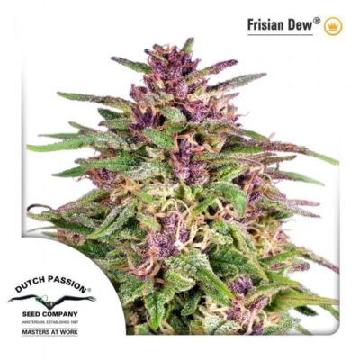 Frisian Dew - Alchimia