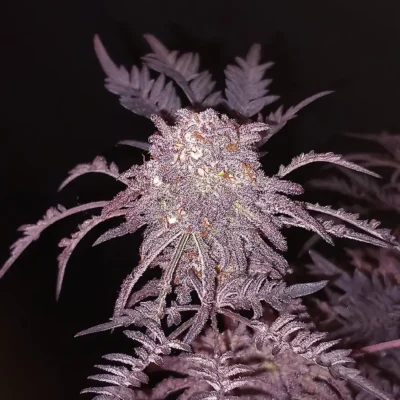 Frosty's Purple Freak - Alchimia