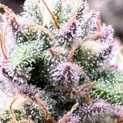 Frutopia 1 - Alchimia