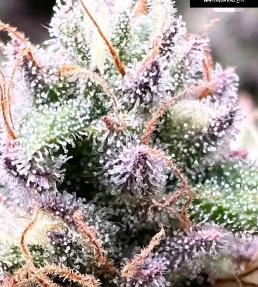 Frutopia 1 - Alchimia