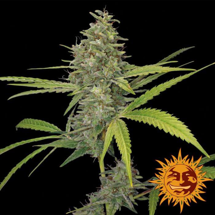 G13 Haze - Alchimia