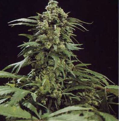 G13 Skunk - - Alchimia