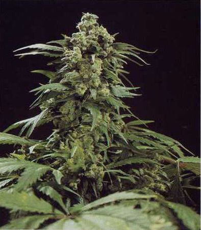 G13 Skunk - - Alchimia