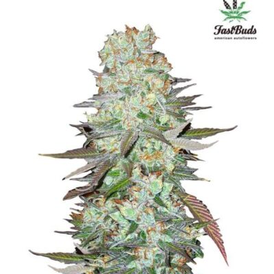 G14 - Alchimia