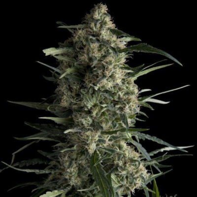 Galaxy CBD - Alchimia