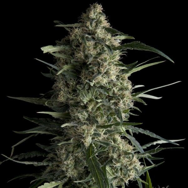 Galaxy CBD - Alchimia