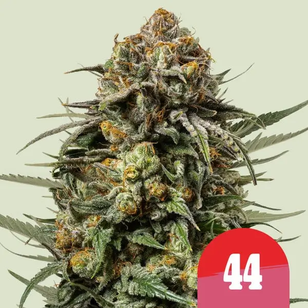 Gelato 44 - Tyson 2.0 - Alchimia