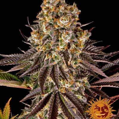 Gelato 45 - Alchimia