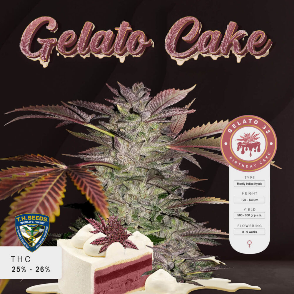 Gelato Cake 5 - Alchimia