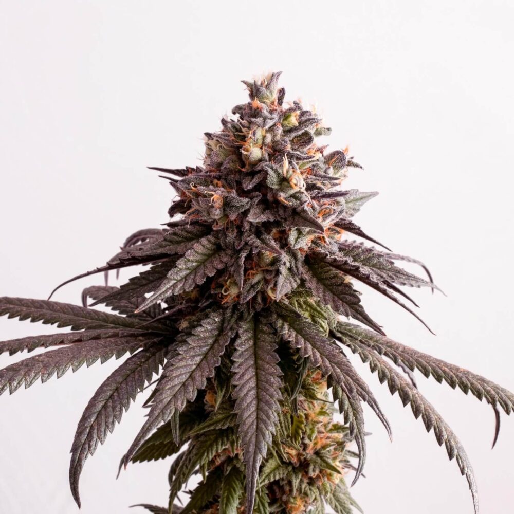 Gelato-K - Alchimia