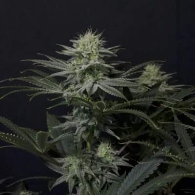 GG4 Sherbet FF - Alchimia