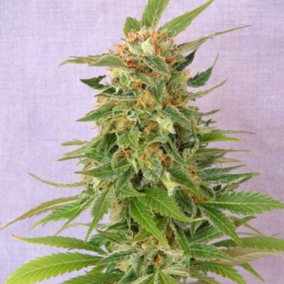 Ginger Punch Auto Hobbit - Alchimia