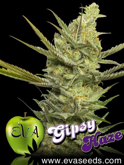 Gipsy Haze - Alchimia