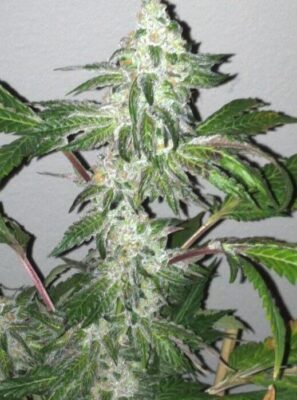 Girl Scout Cookies - Alchimia