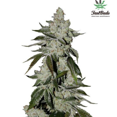 Girl Scout Cookies Auto - Alchimia