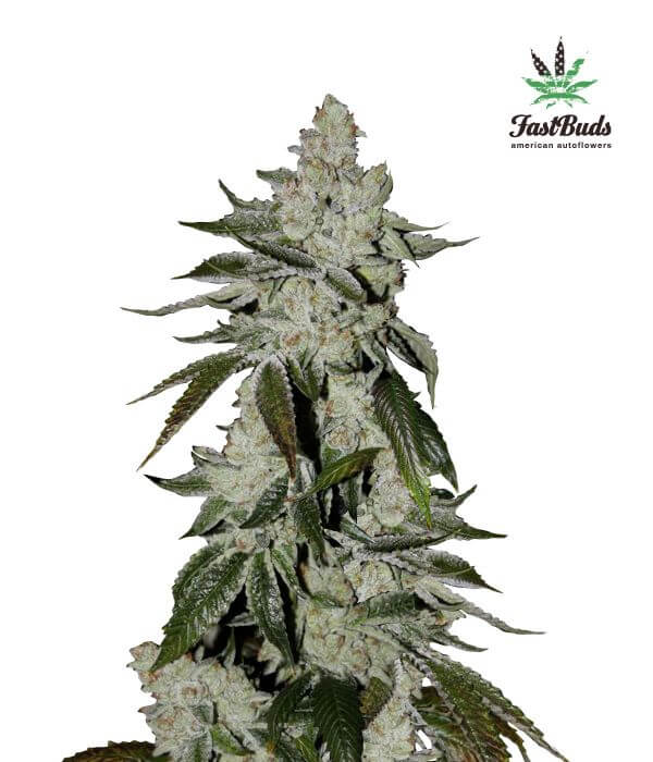 Girl Scout Cookies Auto - Alchimia