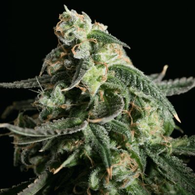 Girl Scout Cookies - Blimburn - Alchimia