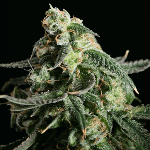 Girl Scout Cookies - Blimburn - Alchimia