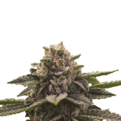 Girl Scout Cookies - Nirvana - Alchimia