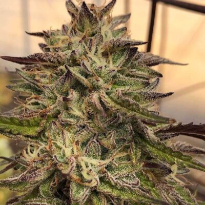 GMO aka Chem Cookies - Regular - Alchimia