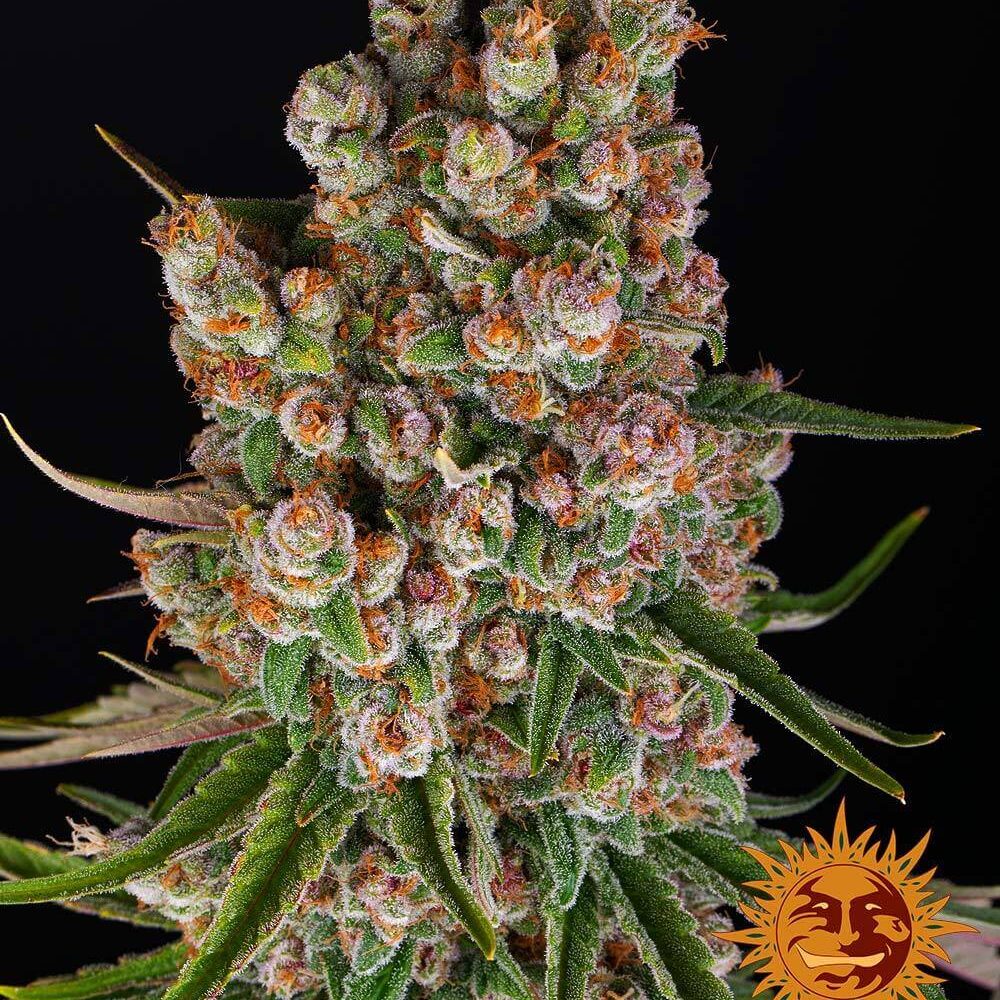 GMO Auto - Alchimia