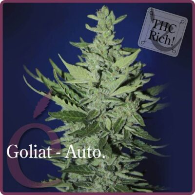 Goliat Auto - Alchimia