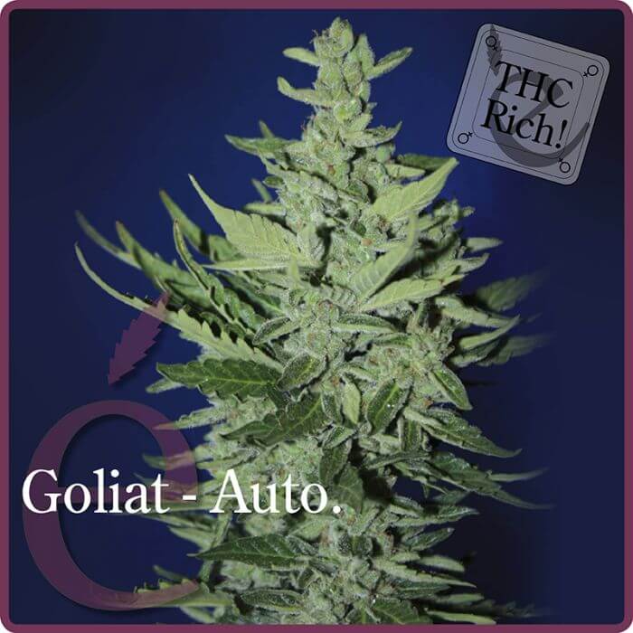 Goliat Auto - Alchimia