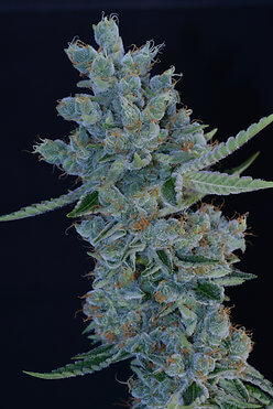 Gorgeous Braelin - Alchimia