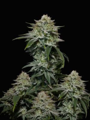 Gorilla Cookies FF - Alchimia
