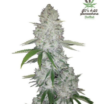 Gorilla Glue Auto - Alchimia