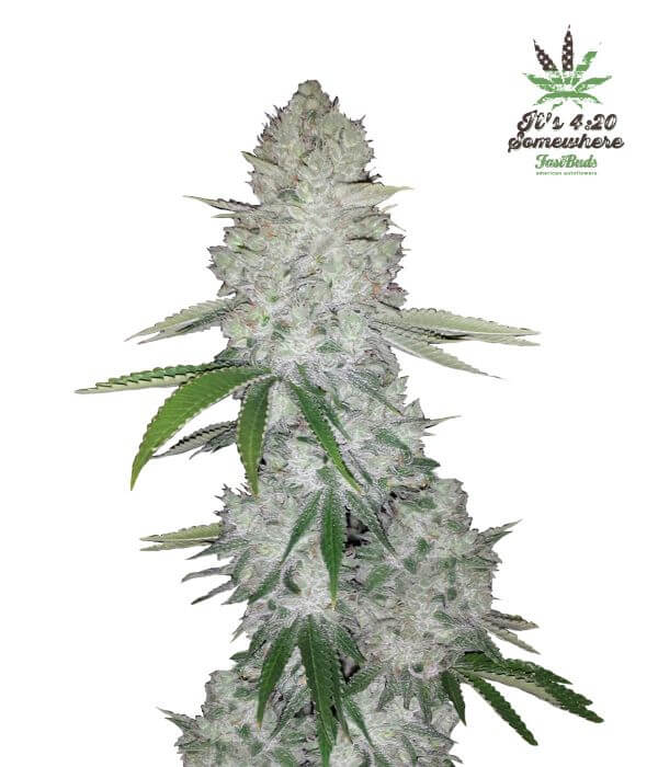 Gorilla Glue Auto - Alchimia