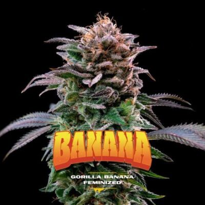 Gorilla Kingdom Banana - Alchimia