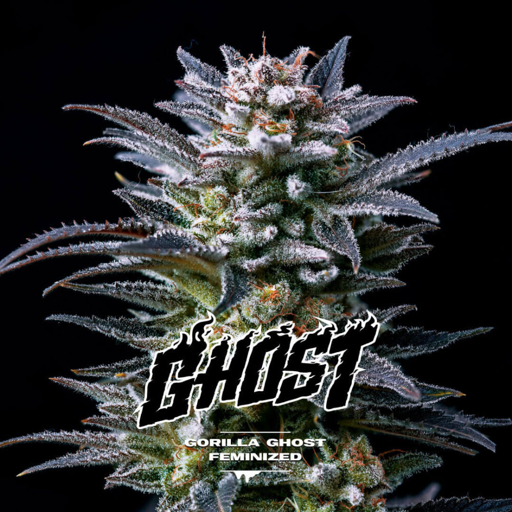 Gorilla Kingdom Ghost - Alchimia