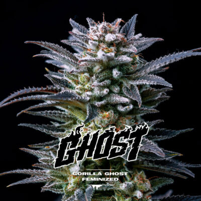 Gorilla Kingdom Ghost - Alchimia