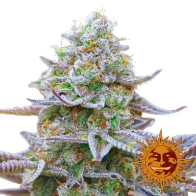 Gorilla Zkittlez Barney's - Alchimia