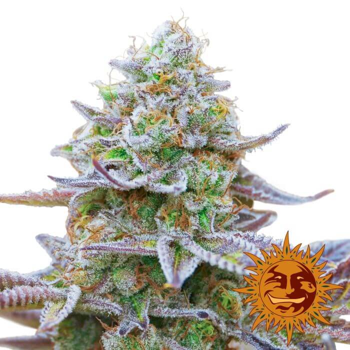 Gorilla Zkittlez Barney's - Alchimia