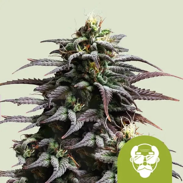 Granddaddy Purple Auto - Alchimia