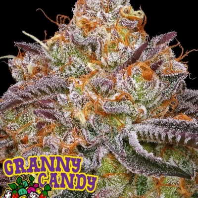 Granny Candy - Alchimia