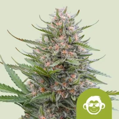 Grape Ape Auto - Alchimia